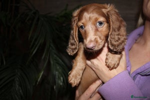 Miniature Dachshund dogs - Advert 2