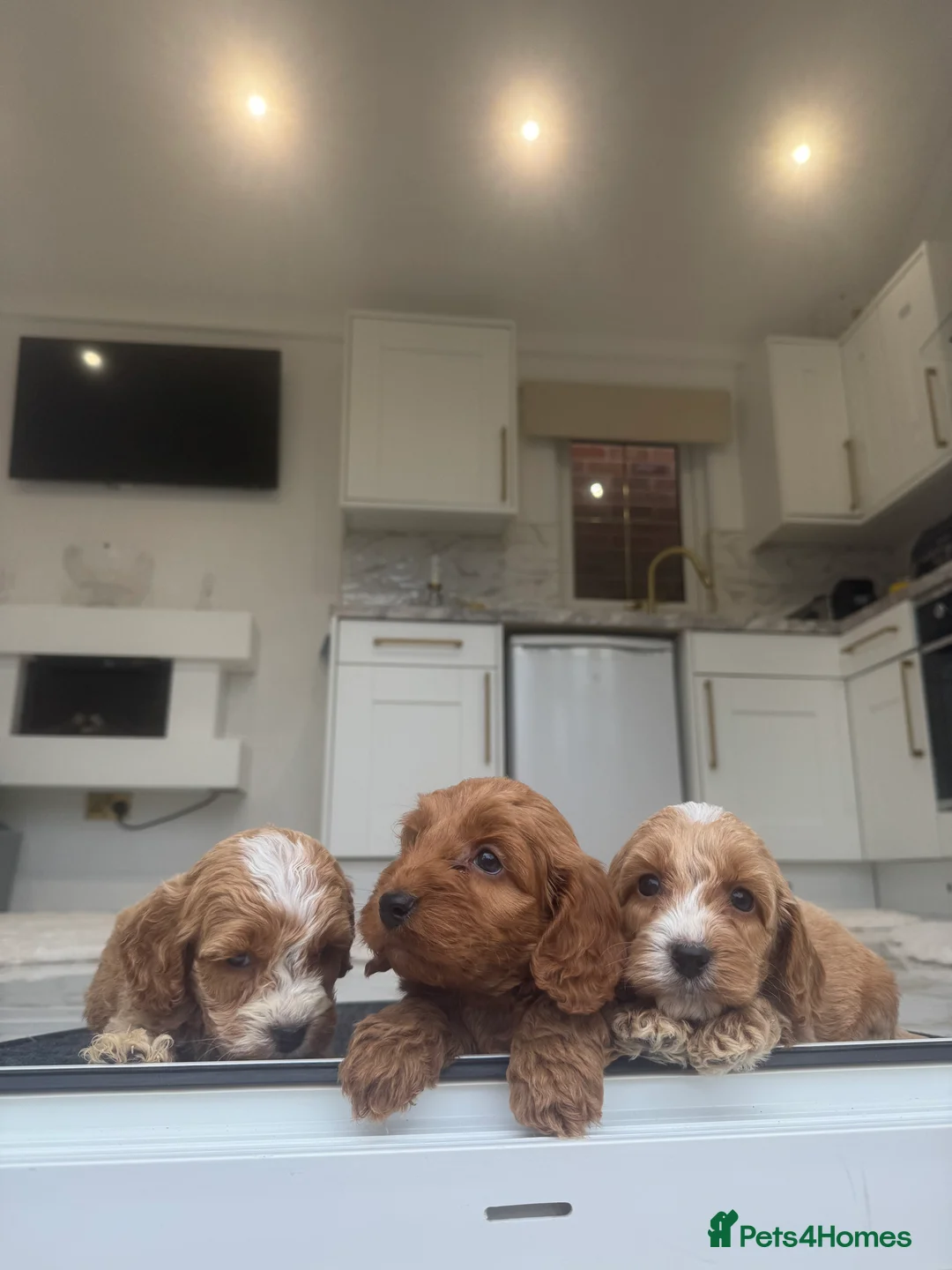 Cockapoo dogs for sale: F1 pra clear Cockapoos (council licensed breeder) - Advert 20