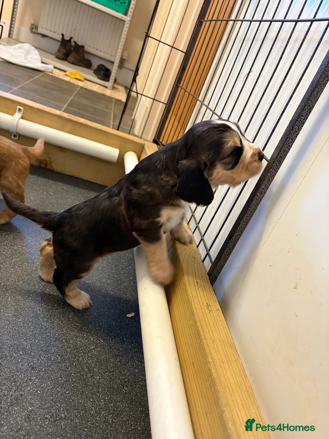 Cocker Spaniel dogs for sale: Stunning litter of show cocker puppies  in Kidwelly - Advert 2