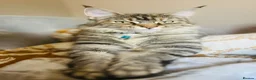 Maine Coon cats for sale: Maine Coon x Silver Tabby British Short hair - Advert 10