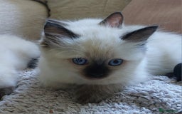 Ragdoll cats for sale: 5 beautiful ragdoll kittens ready to leave now - Image 8