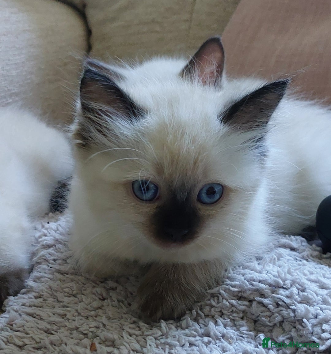Ragdoll cats for sale: 5 beautiful ragdoll kittens ready to leave now - Image 8