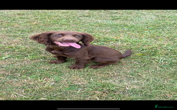 Cocker Spaniel dogs for sale: CRACKER - cocker pup for sale 🩷 in Leeds - Image 1