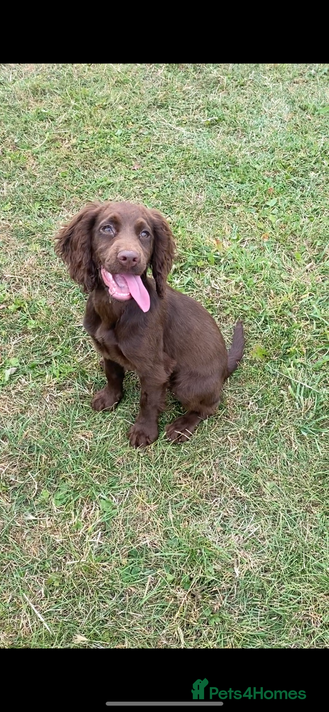 Cocker Spaniel dogs for sale: CRACKER - cocker pup for sale 🩷 in Leeds - Image 1