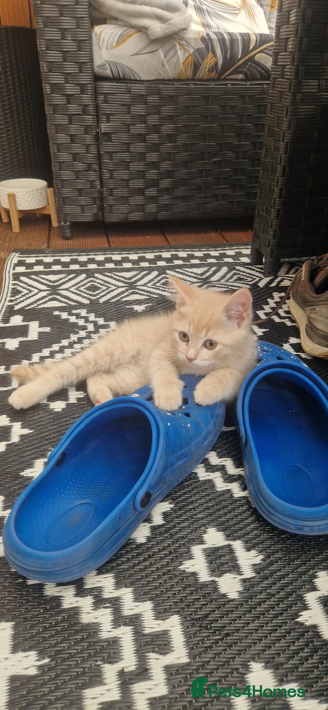 British Shorthair cats for sale: Cute british-shorthair kittens  - Image 19
