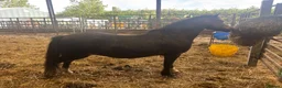 Welsh Section A horses for sale:  Princess Poppy – 11.2, 15yo Dun Welsh A Mare - Advert 4