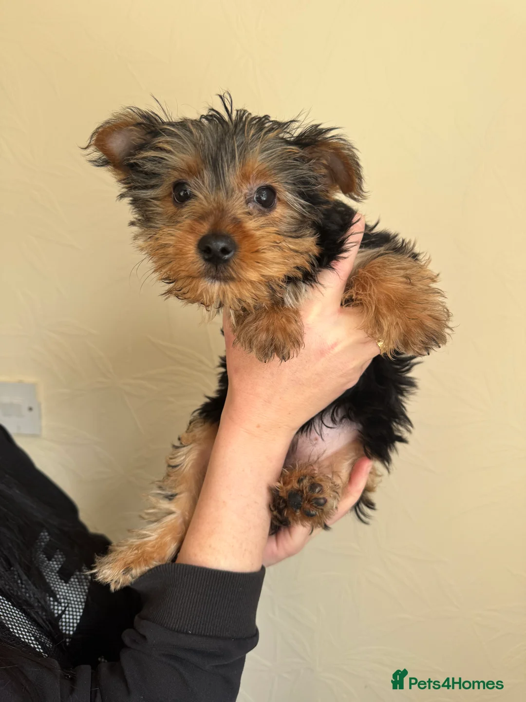 Yorkshire Terrier dogs for sale: Very small Female Yorkshire Terrier - Advert 4