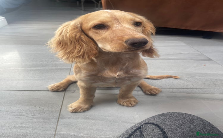 Cocker Spaniel dogs - Advert 1