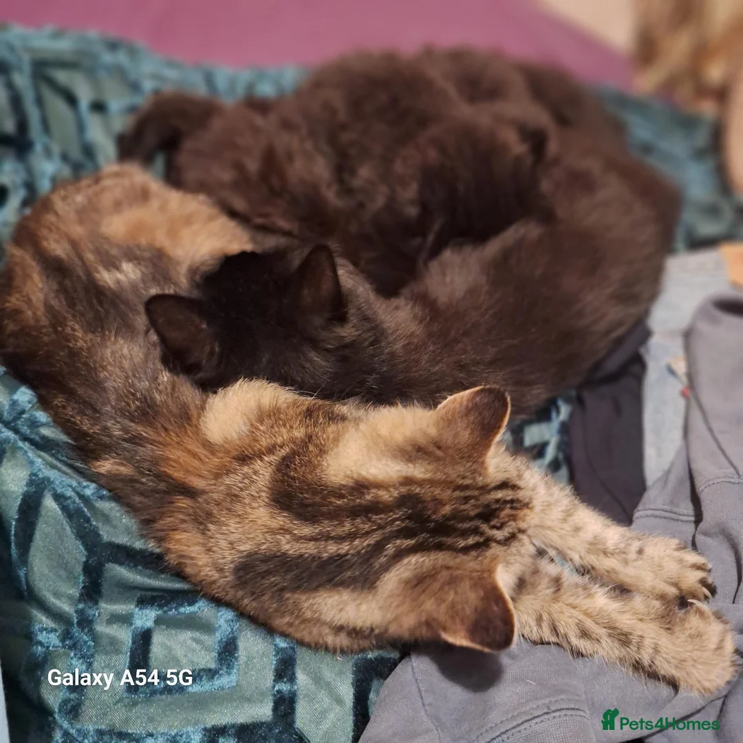 Mixed Breed cats for sale: Male and female  - Advert 2