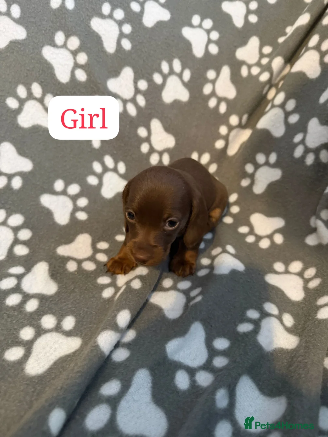 Miniature Dachshund dogs for sale: Miniature dachshund  - Advert 24
