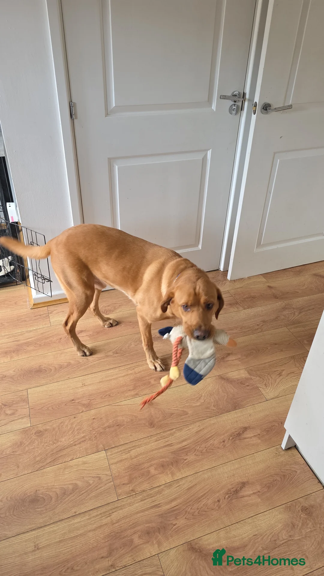 Labrador Retriever dogs for sale: Fox red labrador male for sale  - Advert 1