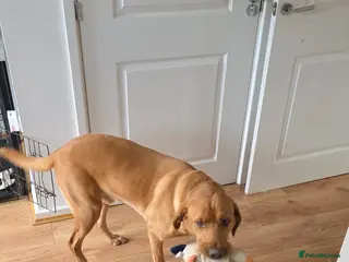 Labrador Retriever dogs Fox red labrador male for sale - Advert 1