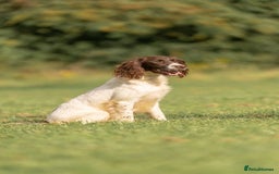 English Springer Spaniel dogs for sale: English springer spaniel puppies 🤎🤎 - Image 5