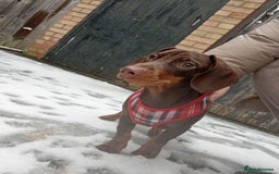 Miniature Dachshund dogs for sale: 1 year old Male miniture dachshund  - Image 2