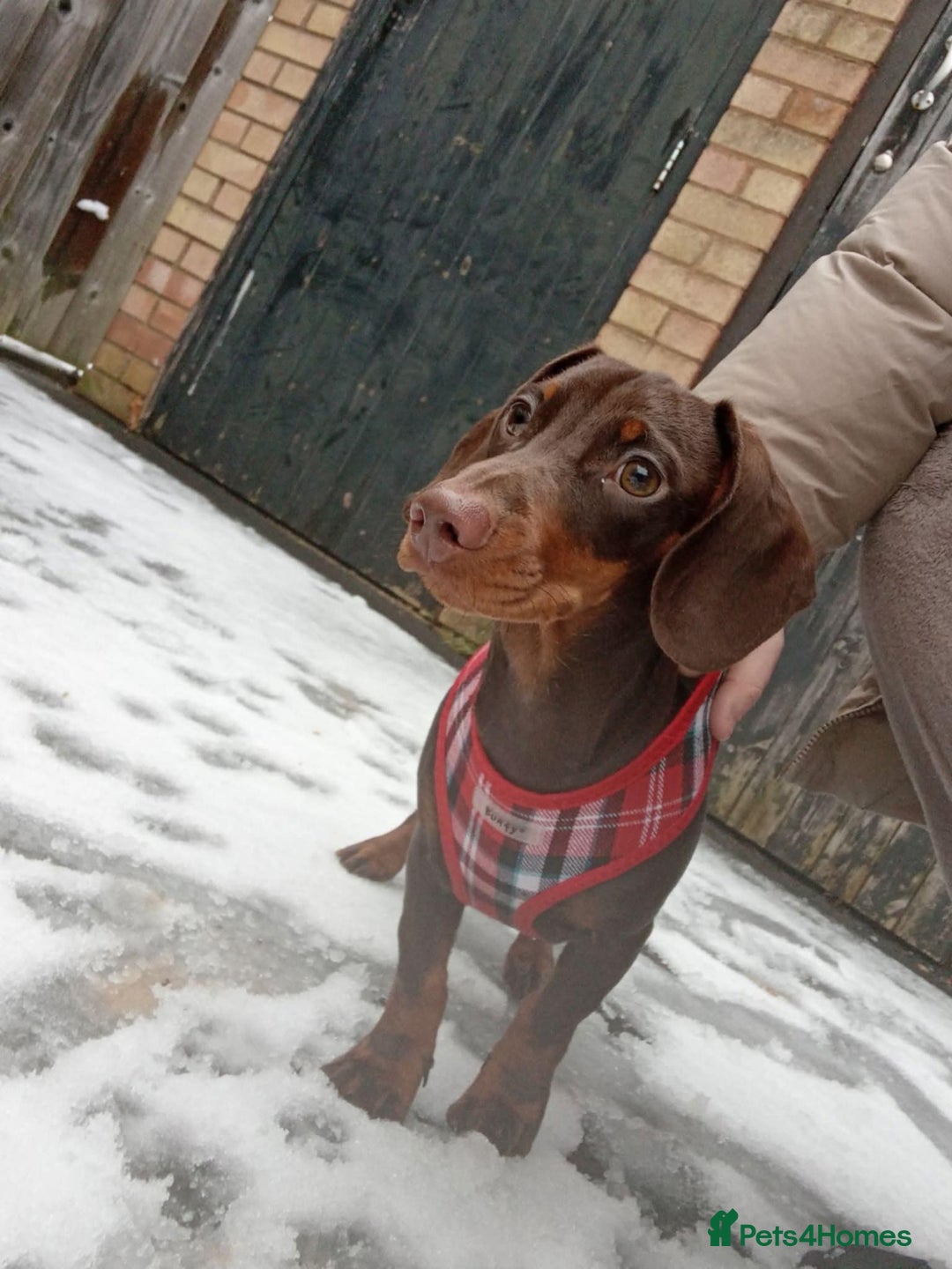 Miniature Dachshund dogs for sale: 1 year old Male miniture dachshund  - Image 2