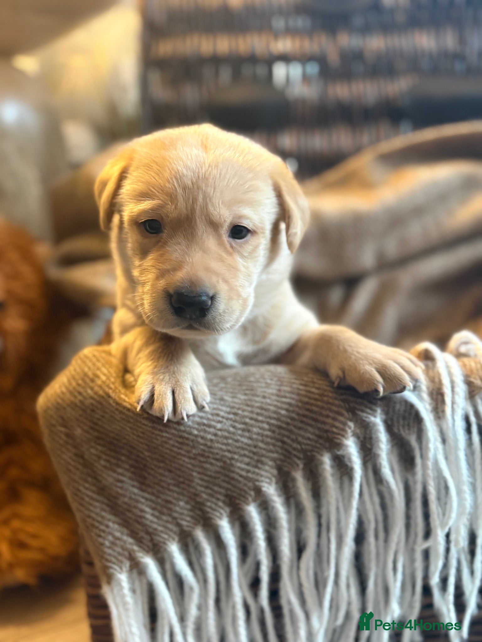 Labrador Retriever dogs Gorgeous Labrador puppies  - Advert 17