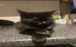 Mixed Breed cats for sale: 2 black Cats for sale  - Image 3