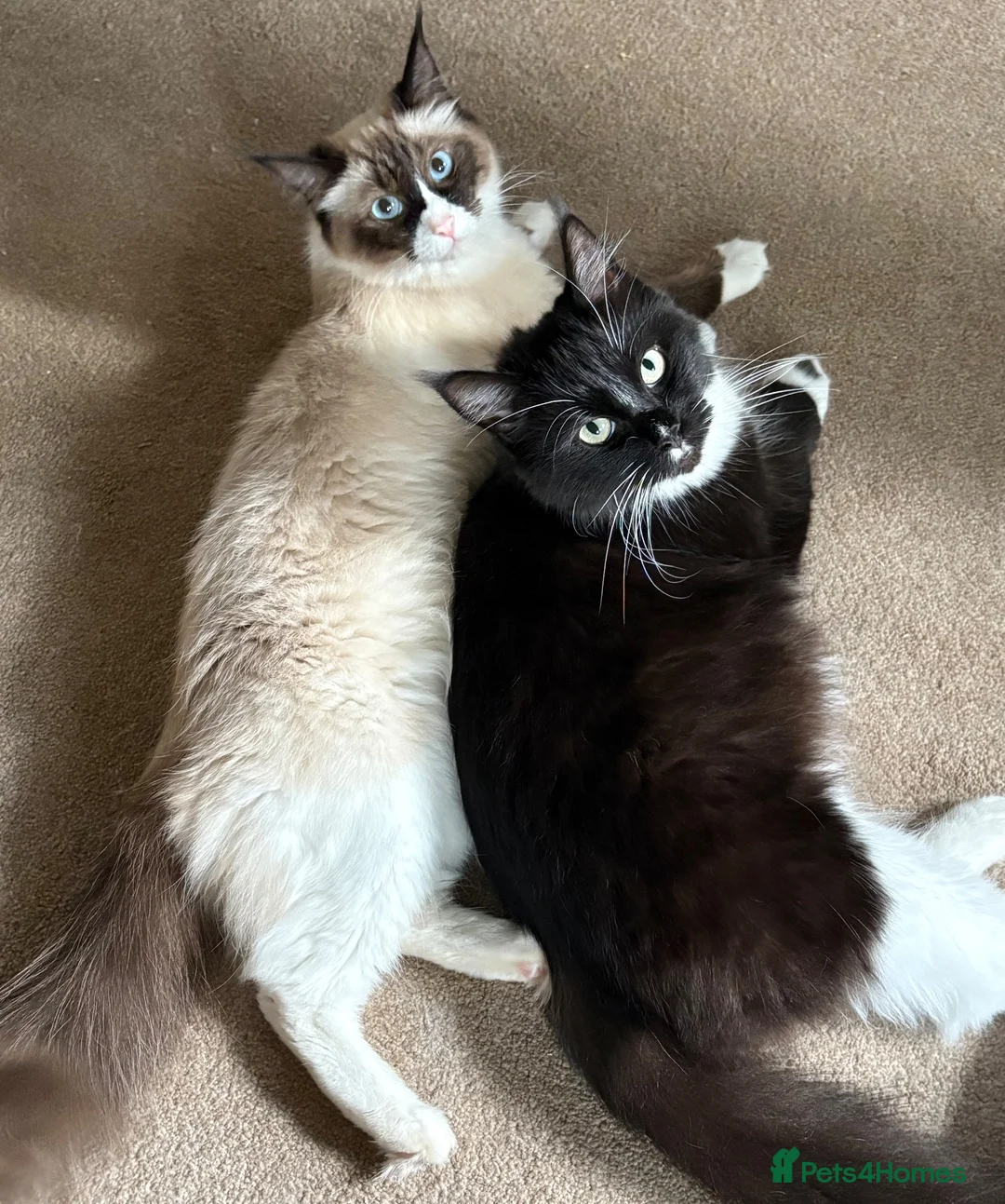 Ragcoon cats for sale: Beautiful friendly Maine coon x Ragdoll kittens in Bridgwater - Advert 10