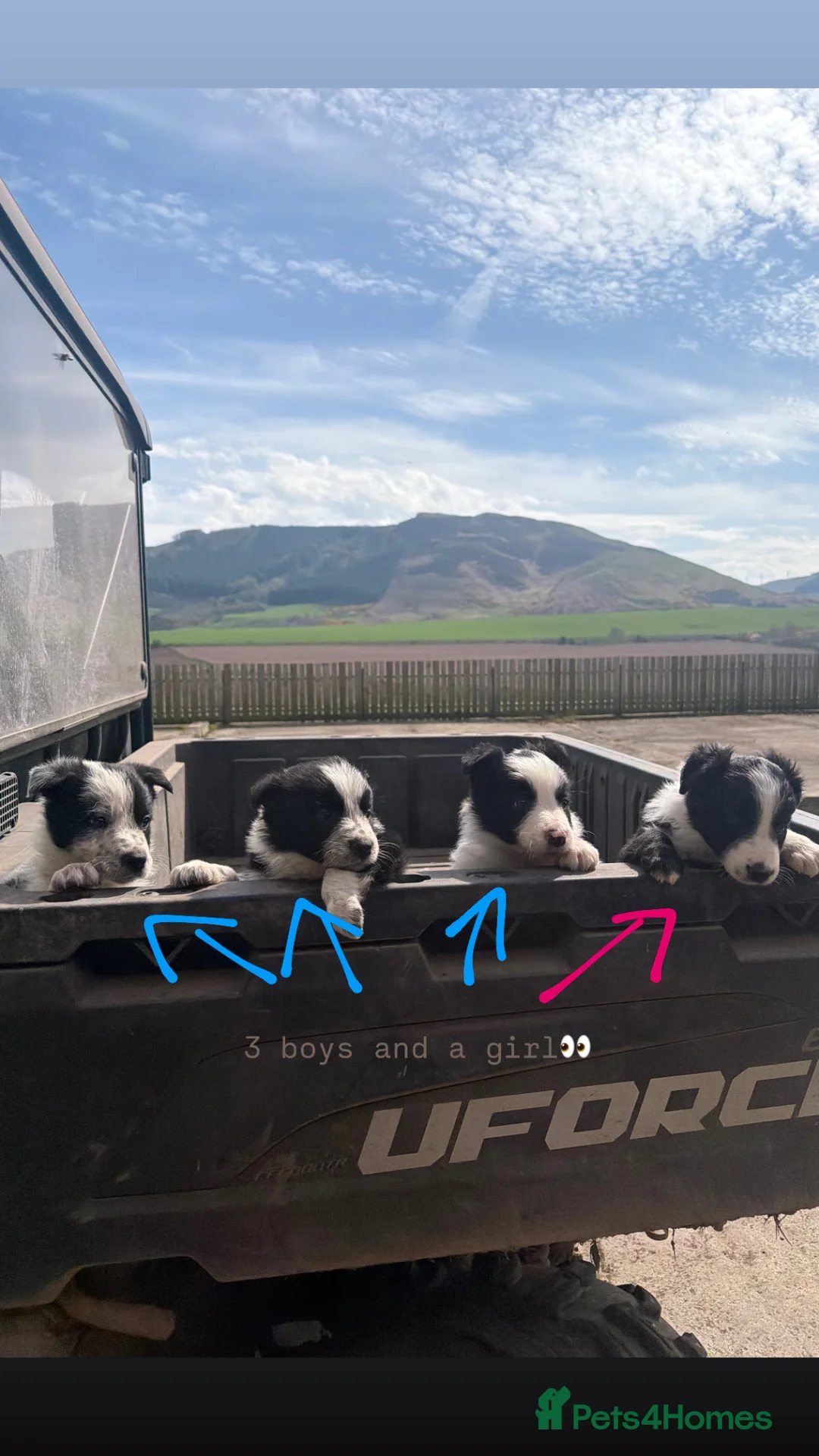 Border Collie dogs for sale: Sheepdog border collie puppies - Advert 1