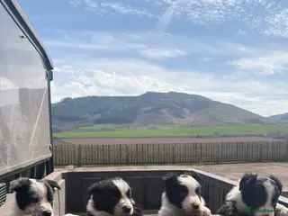 Border Collie dogs Sheepdog border collie puppies - Advert 4