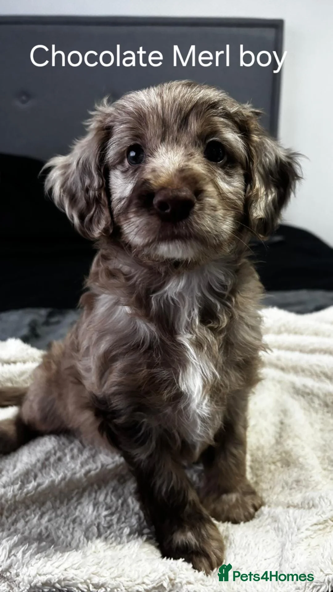 Cockapoo dogs for sale: F2 Cockapoo puppies  - Advert 4