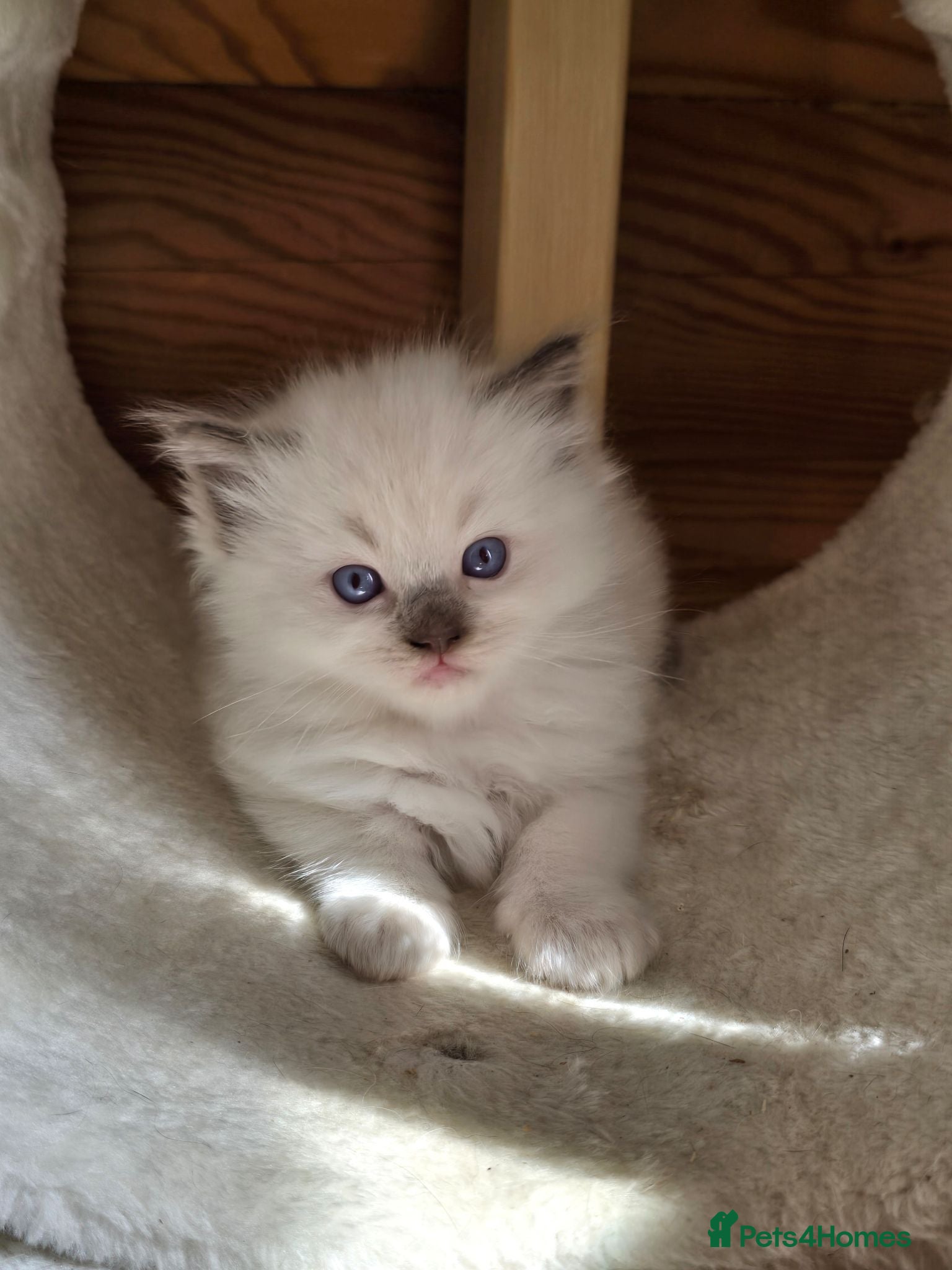 Ragdoll cats Fully Vaccinated, Microchipped, Insured Ready Now  - Advert 18