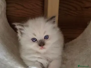 Ragdoll cats Fully Vaccinated, Microchipped, Insured Ready Now - Advert 18