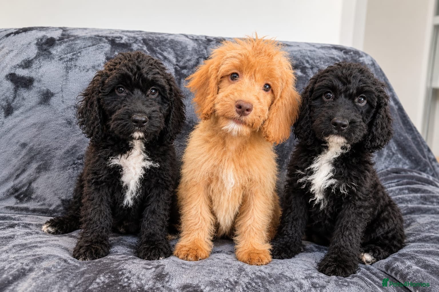 Cockapoo dogs Beautiful F1 Cockapoos Fully  Vaccinated Ready Now - Advert 1