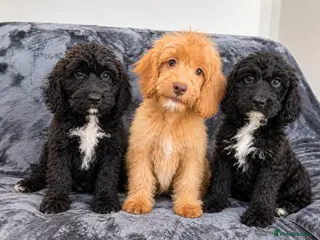 Cockapoo dogs Beautiful F1 Cockapoos Fully Vaccinated Ready Now - Advert 1