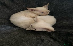Devon Rex cats for sale: 2 beautiful female Devon Rex kittens  - Image 3