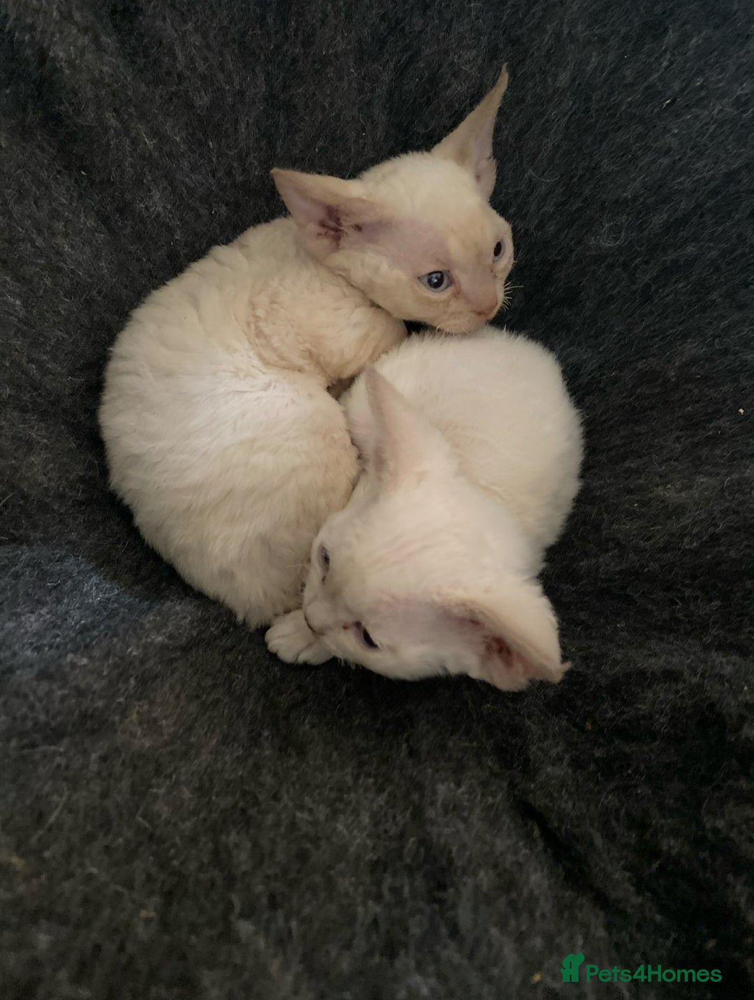 Devon Rex cats for sale: 2 beautiful female Devon Rex kittens  - Image 3