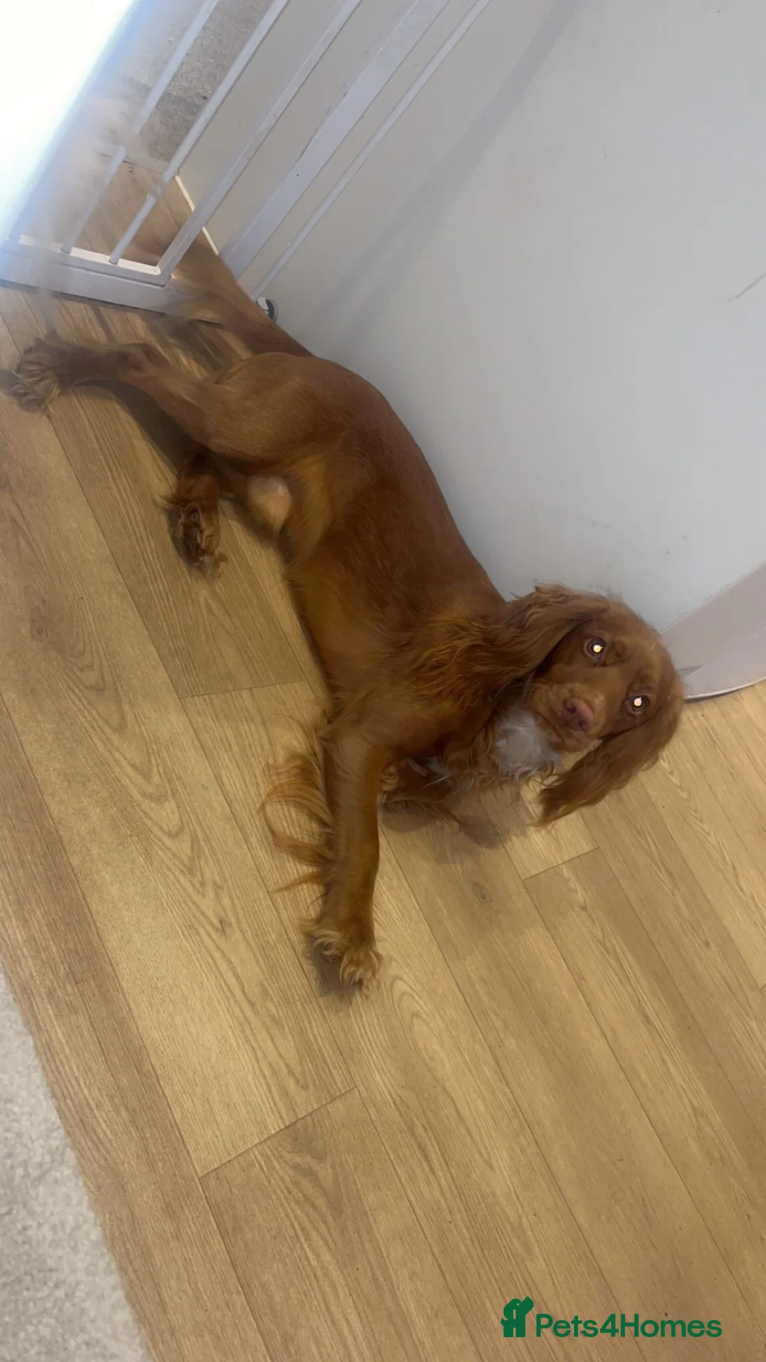 Cocker Spaniel dogs for adoption: Male cocker spaniel  - Advert 2
