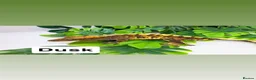 Gecko reptiles for sale: Multiple crested geckos for sale  - Advert 2