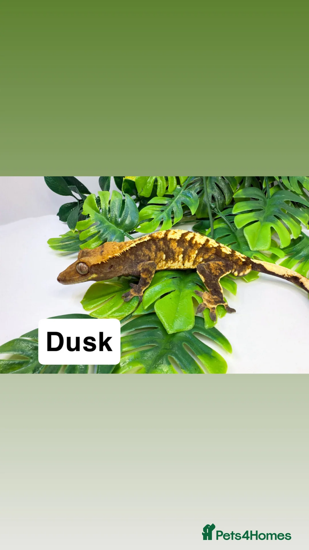 Gecko reptiles for sale: Multiple crested geckos for sale  - Advert 2