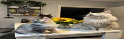 Maine Coon cats for sale: Polydactyl Maine Coon kittens - Advert 17
