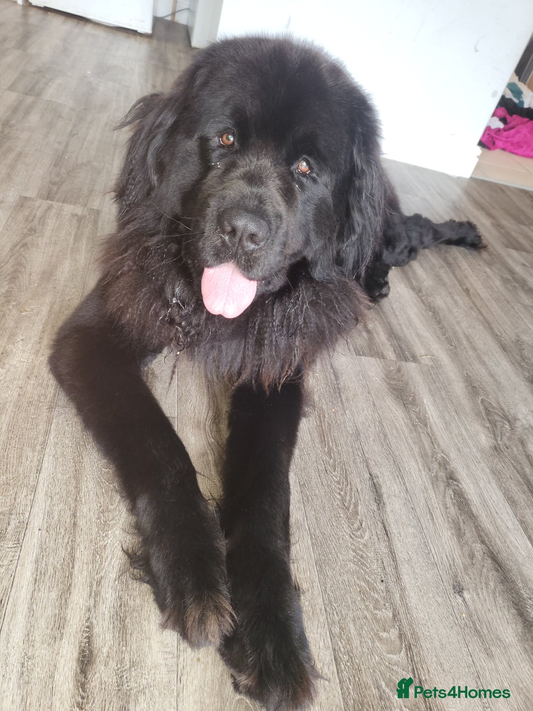 Newfoundland dogs for sale: Newfoundland  - Advert 1