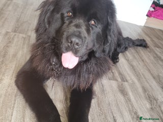 Newfoundland dogs Newfoundland - Advert 1