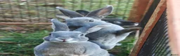 Rex rabbits for sale: Mini Rex Rabbits  - Advert 9
