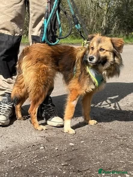 Mixed Breed dogs Meet Twix, currently residing in Lancashire  - Advert 1
