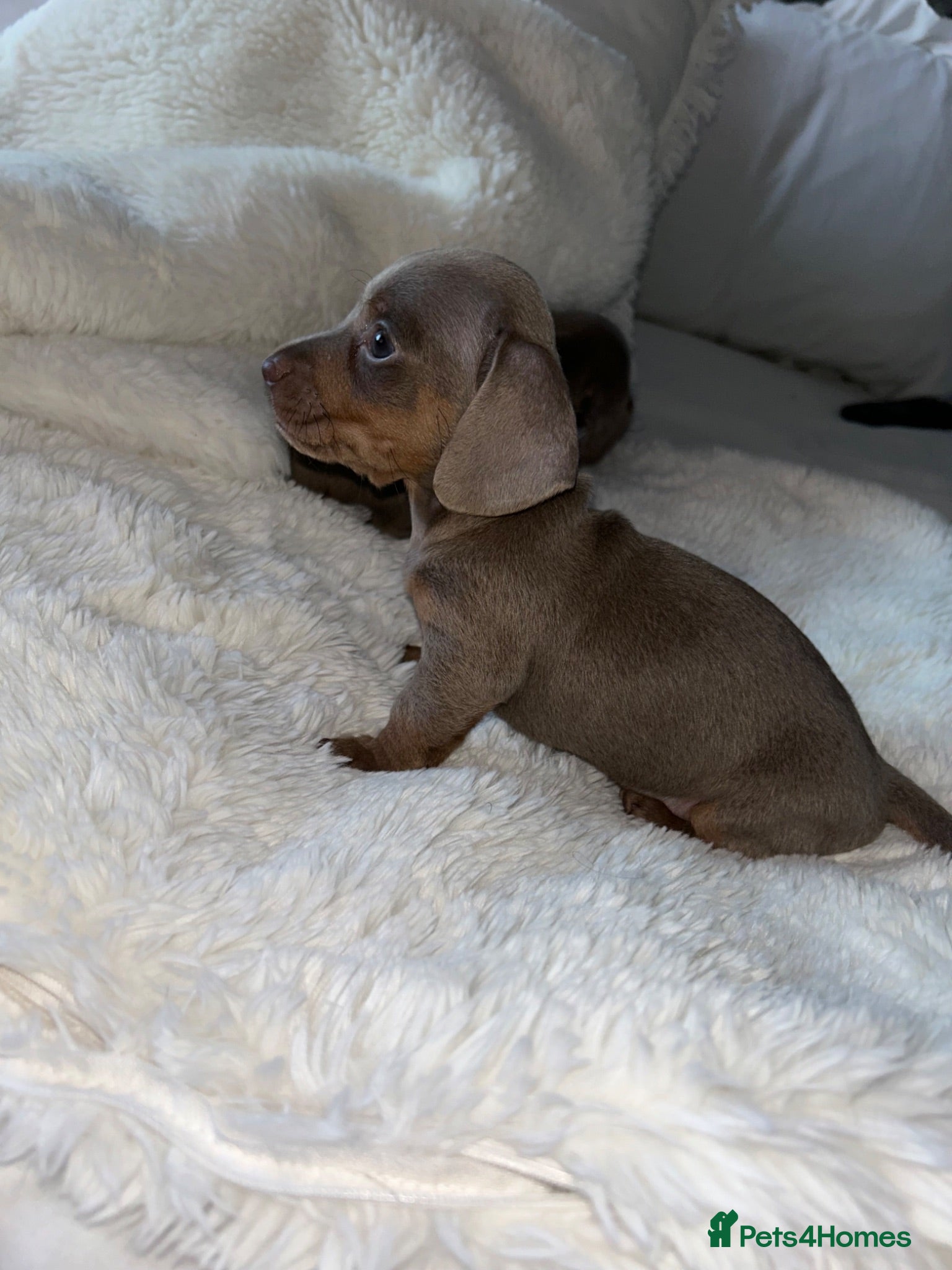 Miniature Dachshund dogs Beautiful miniature dachshund babies  - Advert 14