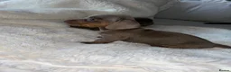 Miniature Dachshund dogs for sale: Beautiful miniature dachshund babies  - Advert 2