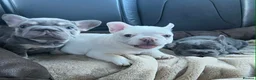 French Bulldog dogs for sale: French Bulldog Blue & Platinum Puppies  - Advert 18