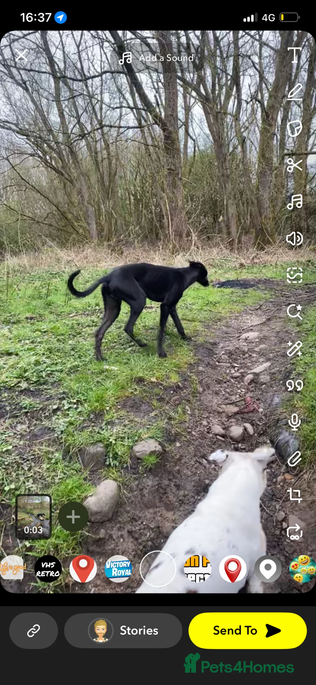 Mixed Breed dogs for sale: Jet (collie x grey) in Lancaster - Advert 2