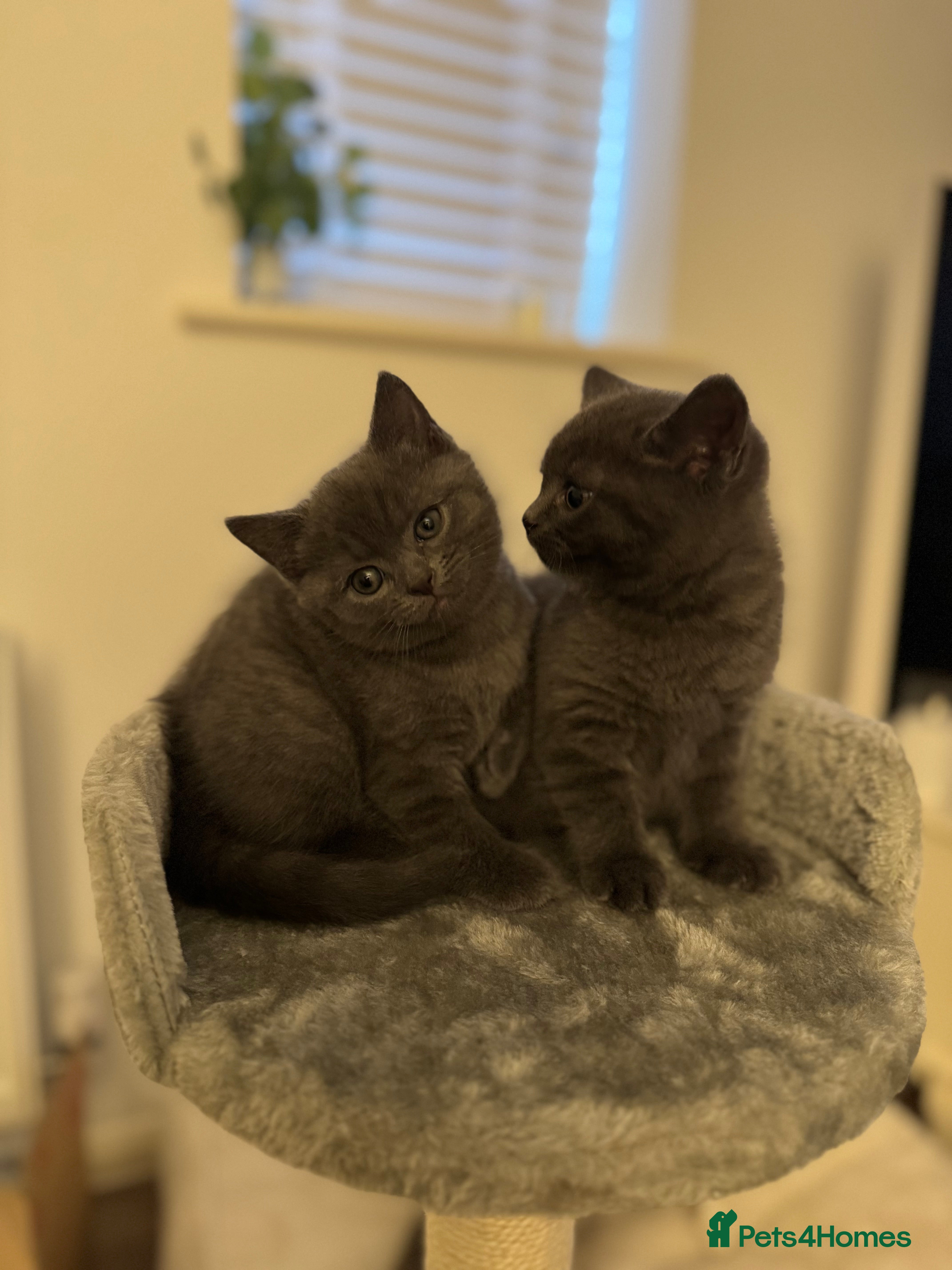 British Shorthair cats BSH Cross (3/4) Kittens - Advert 3