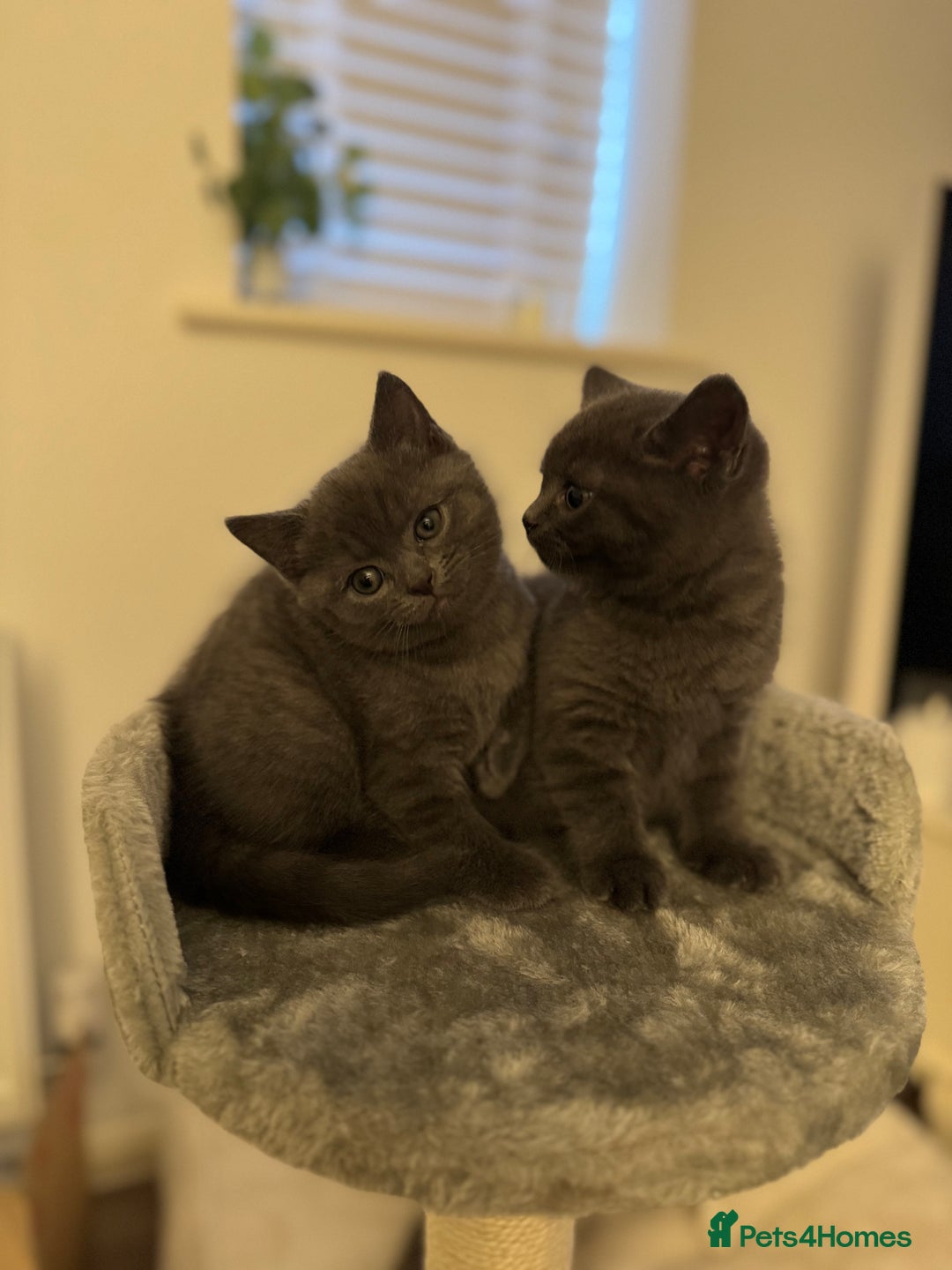 British Shorthair cats for sale: BSH Cross (3/4) Kittens - Advert 1
