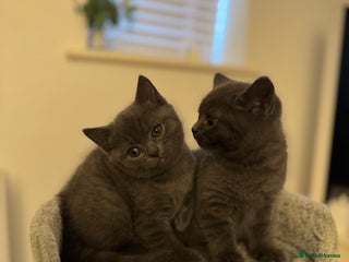 British Shorthair cats BSH Cross (3/4) Kittens - Advert 2