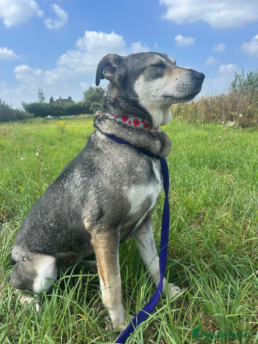 Mixed Breed dogs for adoption: Shirley - Norwich Norfolk  - Image 16