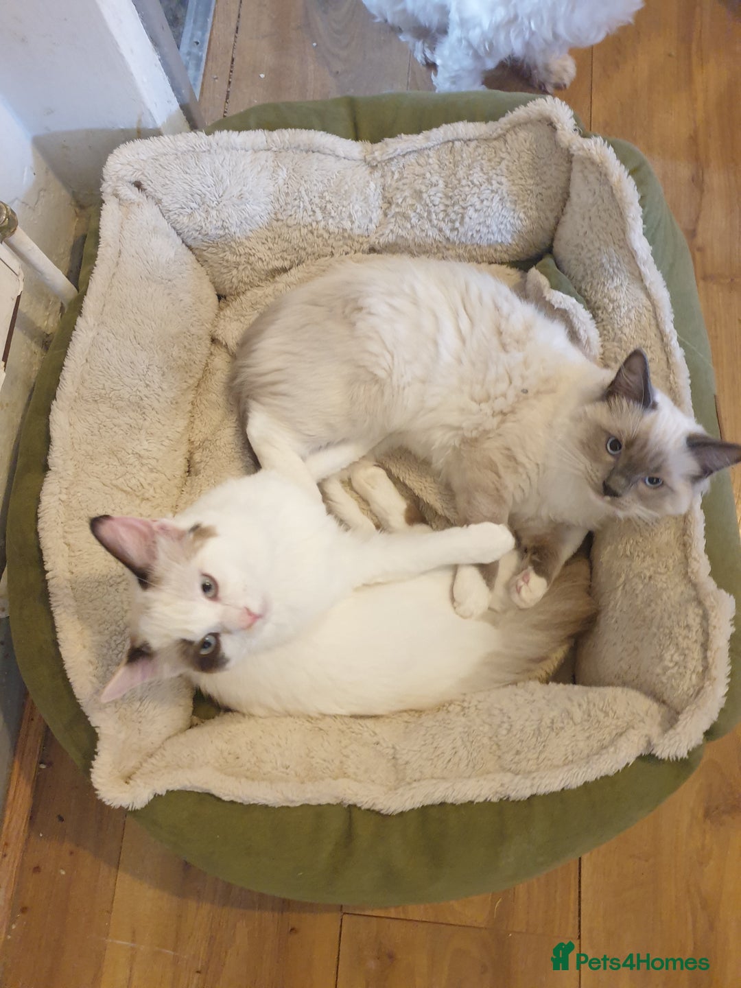 Ragdoll cats for sale: Ragdoll kittens  - Image 4