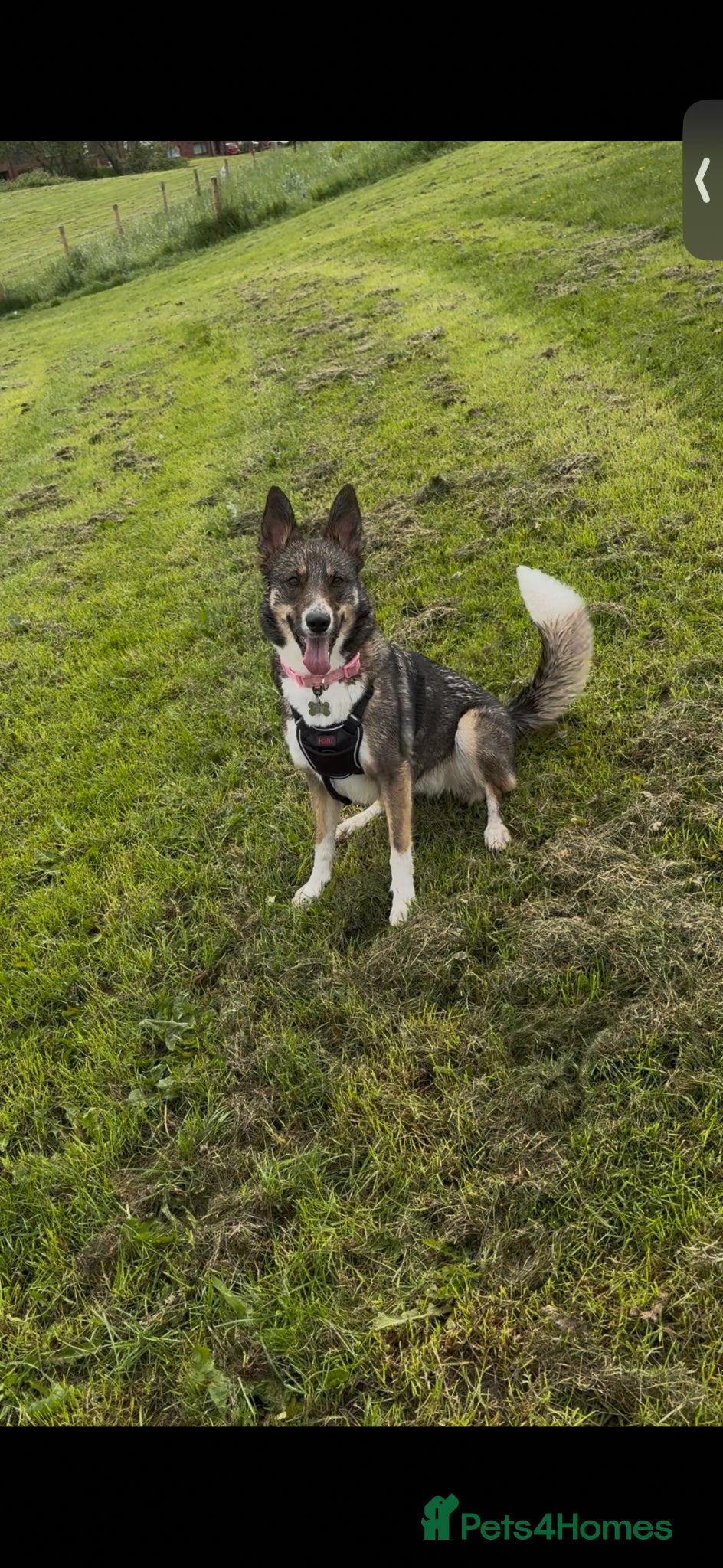 Mixed Breed dogs for sale: German shepherd Border collie cross - Advert 12