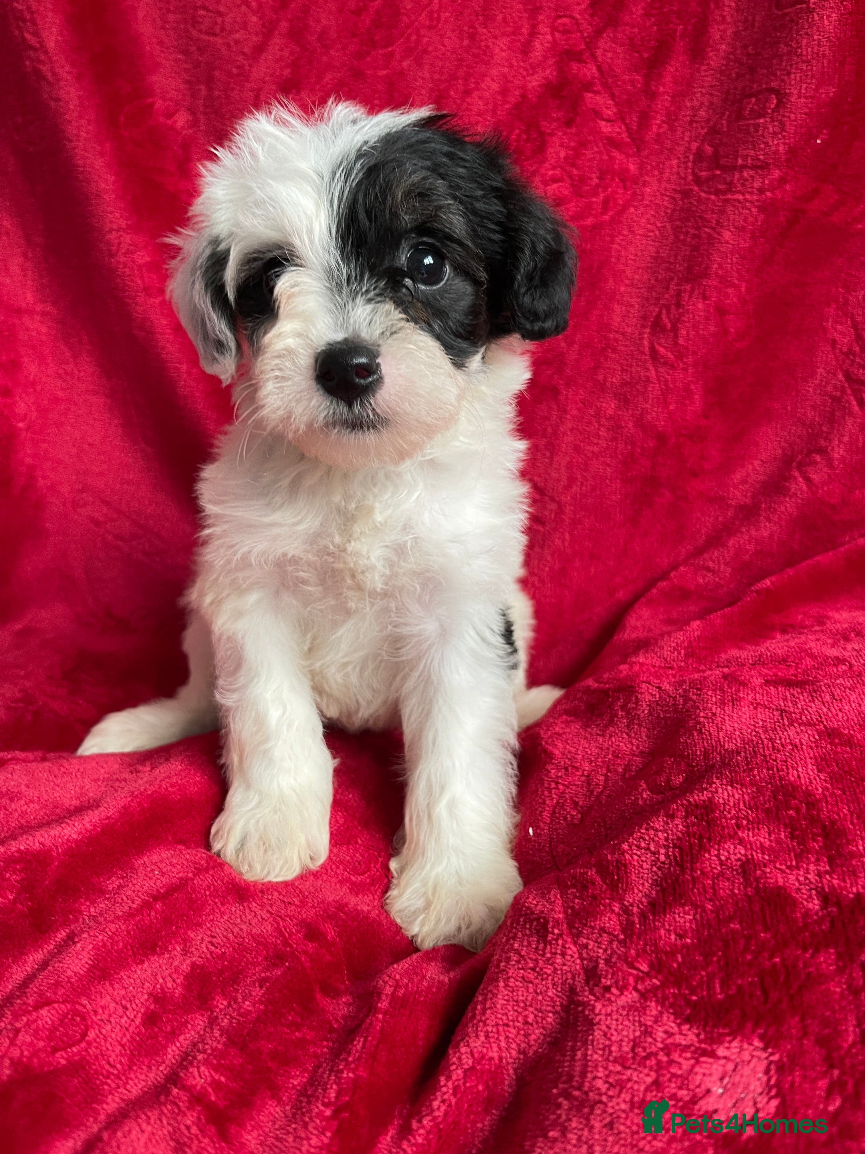 Yorkshire Terrier dogs Yorkshire terriers biewer  - Advert 1